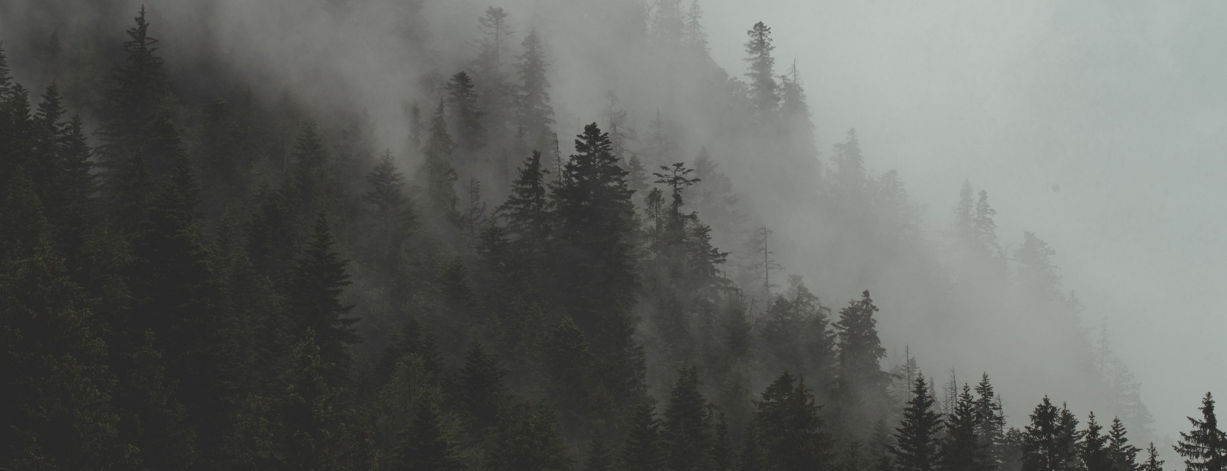 Evergreen Collection Co.